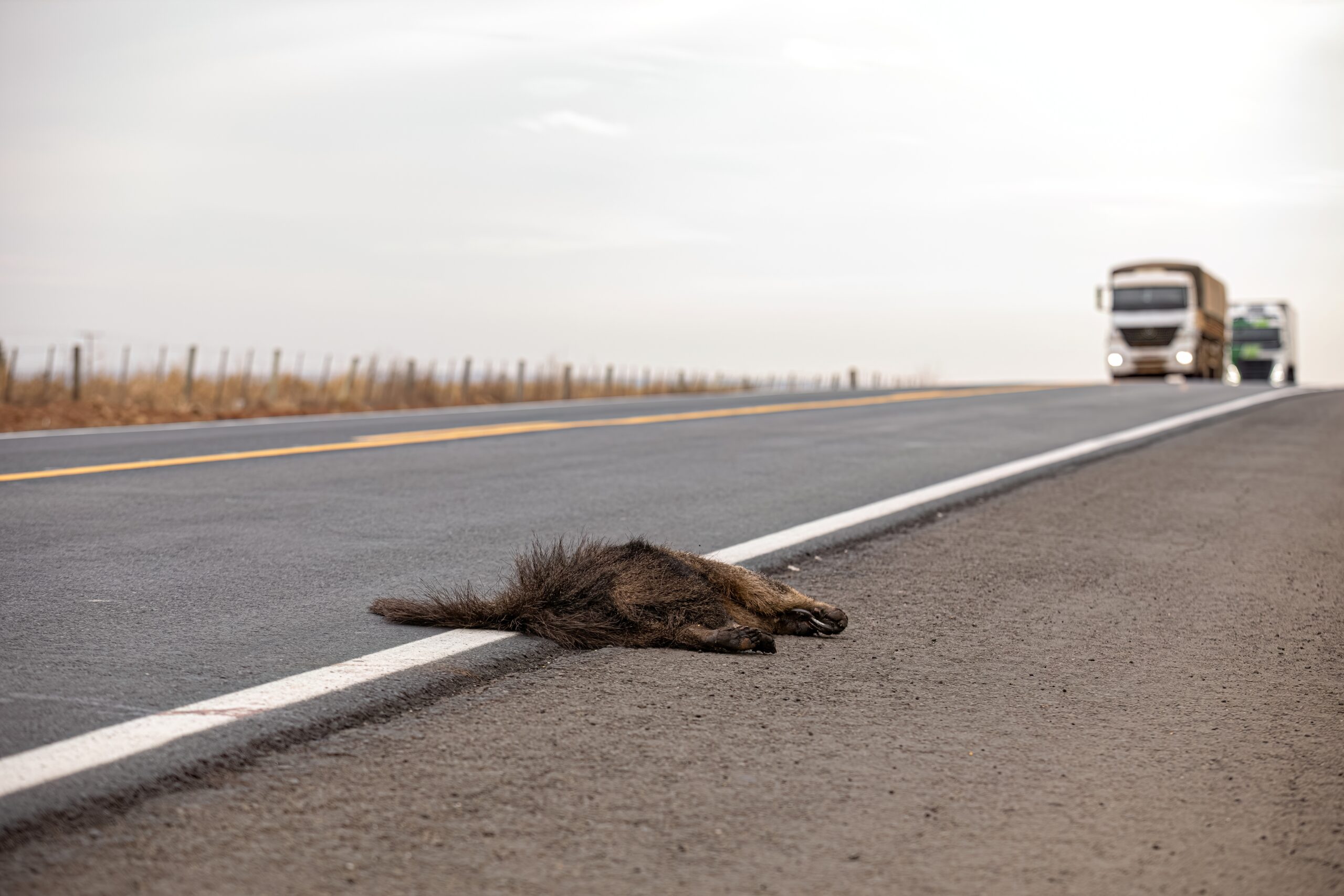 Motoristas podem ser multados por não comunicar atropelamento de animais, indica PL