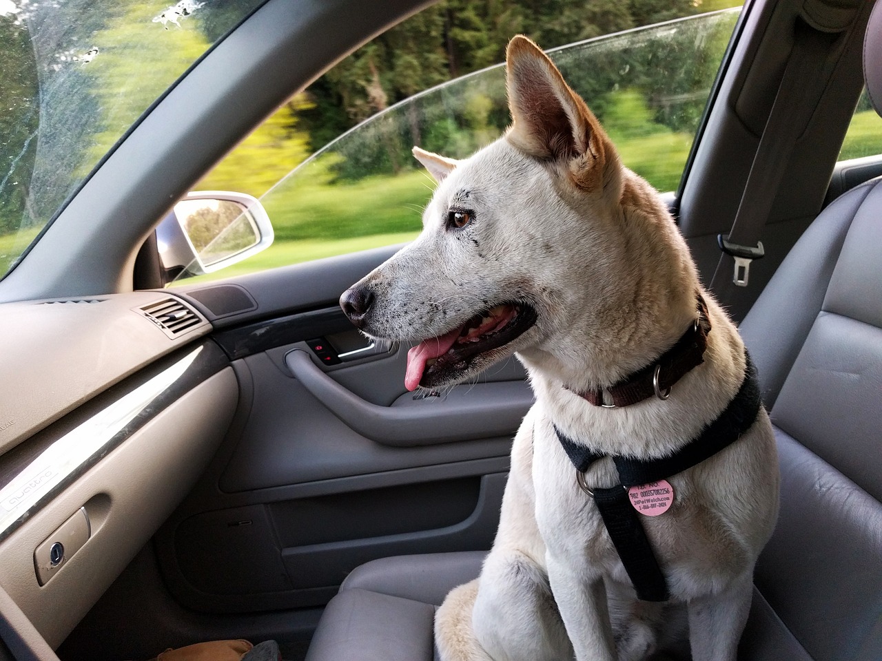 Transporte de animais em veículos: o que fazer para não levar multas na viagem com seu pet