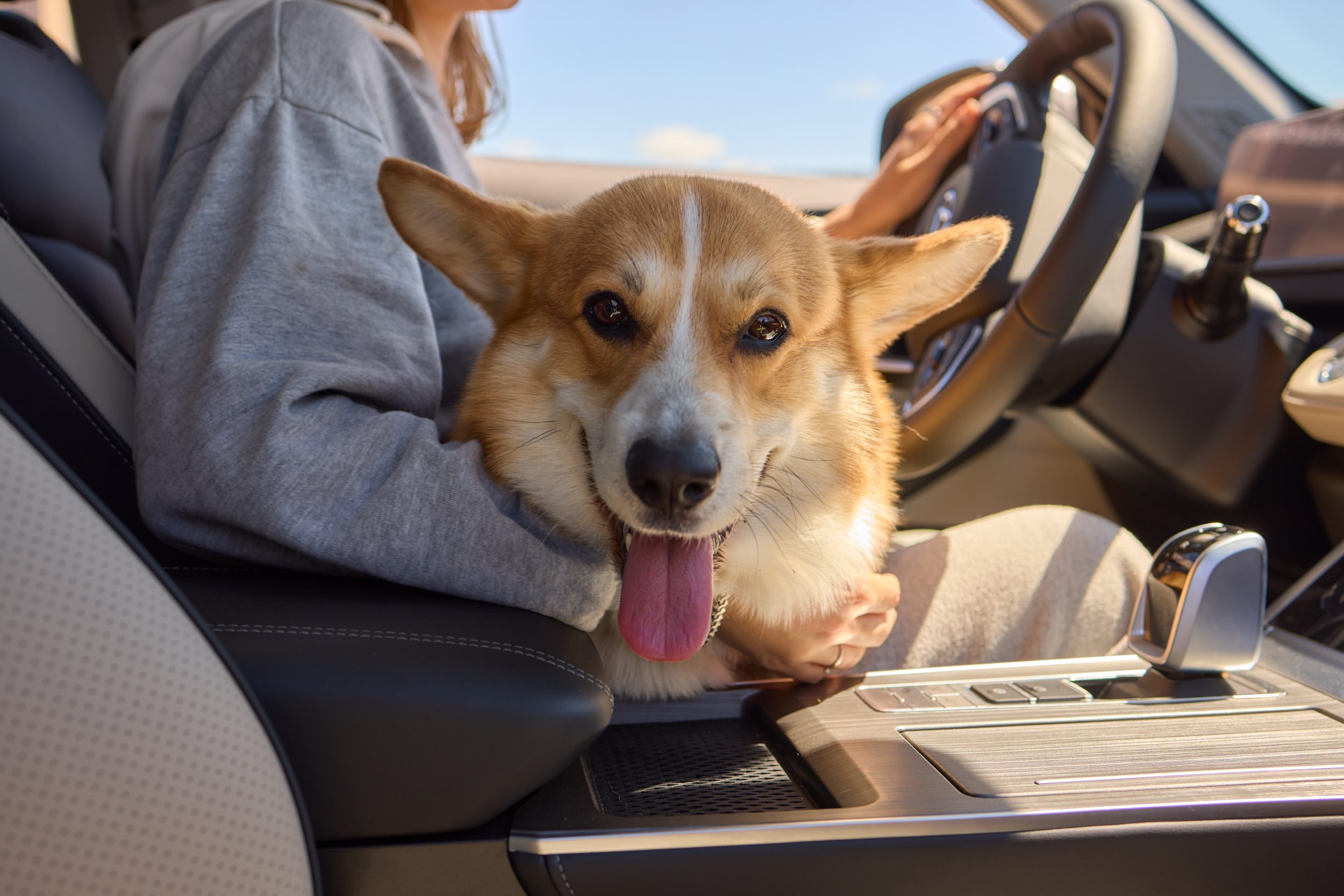 Levar animais soltos no carro é proibido? Entenda a lei de trânsito